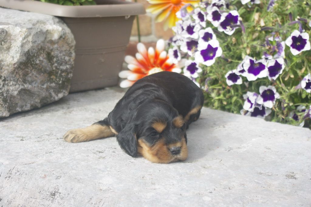 images/contenu/Chiots/Cocker/012/_IGP0714.jpg
