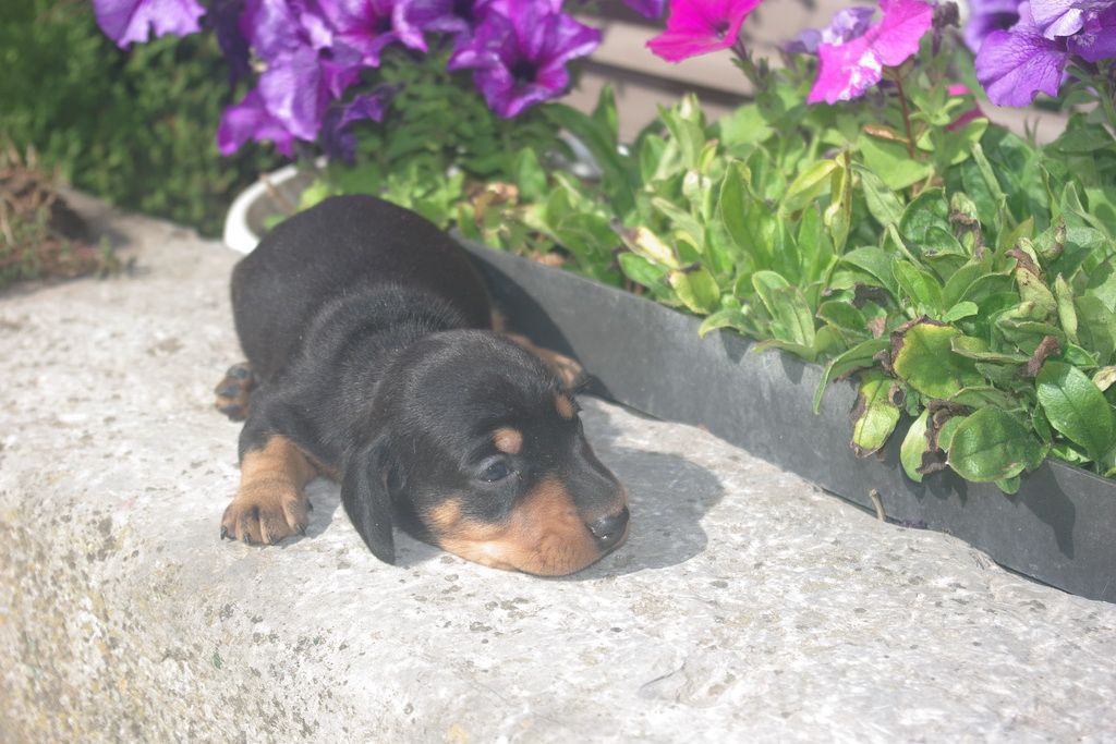 images/contenu/Chiots/teckel/004/9-teckel_2.jpg