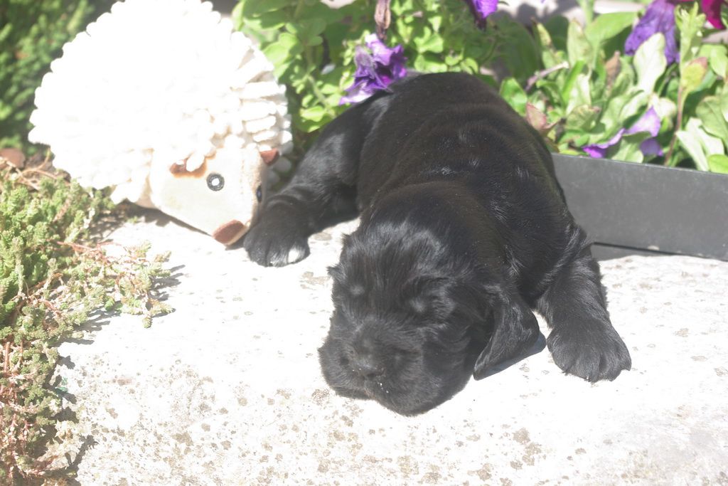 images/contenu/Chiots/Cocker/005/8-cocker_anglais_8.jpg