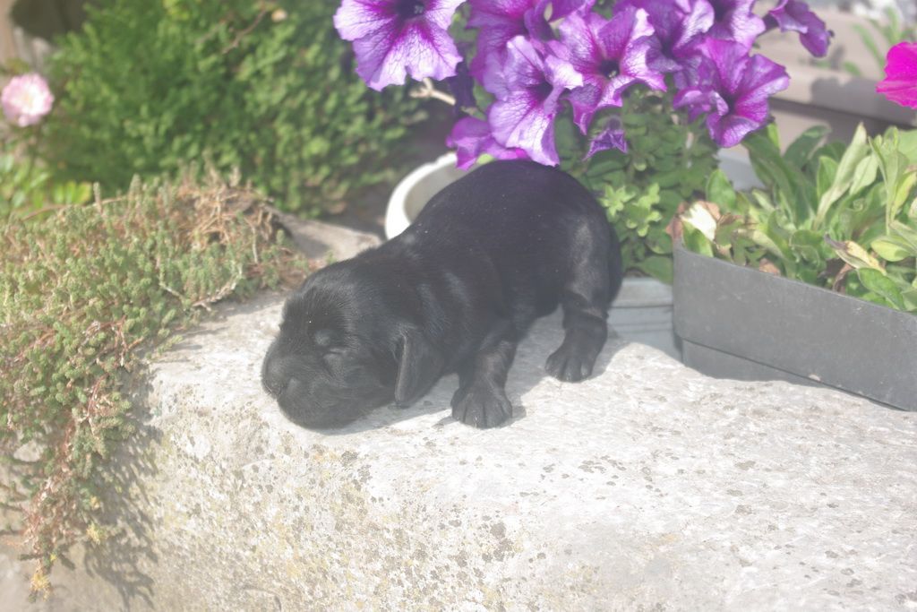 images/contenu/Chiots/Cocker/001/9-cocker_anglais_3.jpg