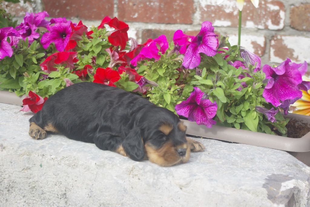 images/contenu/Chiots/Cocker/012/9_cocker_anglais.jpg