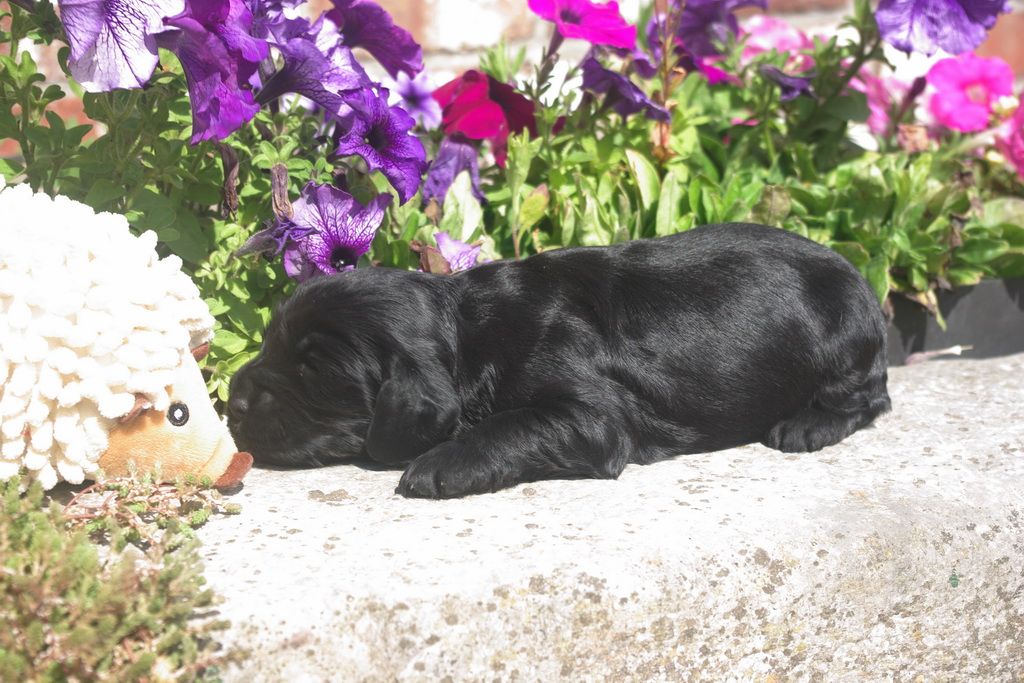 images/contenu/Chiots/Cocker/001/8-cocker_anglais_2.jpg