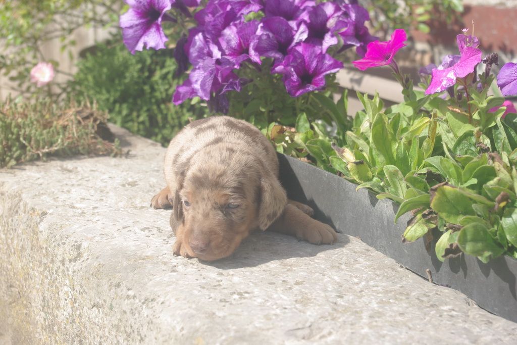 images/contenu/Chiots/teckel/003/9-teckel_11.jpg