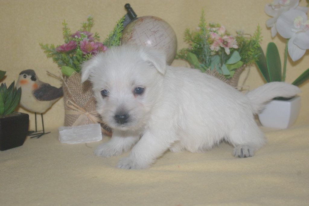 images/contenu/Chiots/westie/002/9-westie_10.jpg