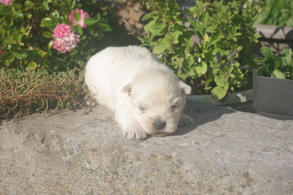 images/contenu/Chiots/westie/003/9-westie_2.jpg