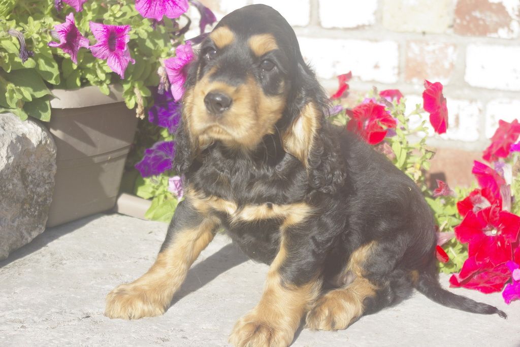 images/contenu/Chiots/Cocker/012/7_coker_anglais_8.jpg