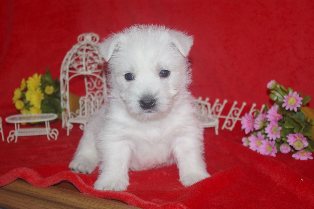 images/contenu/Chiots/westie/004/westie_001_5.jpg