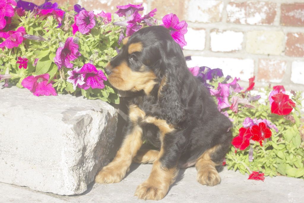 images/contenu/Chiots/Cocker/012/7_coker_anglais_9.jpg