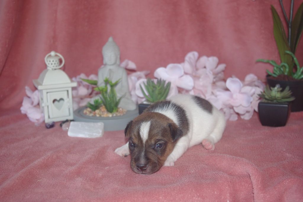 images/contenu/Chiots/jackrussel/004/9-jack_russel_3.jpg