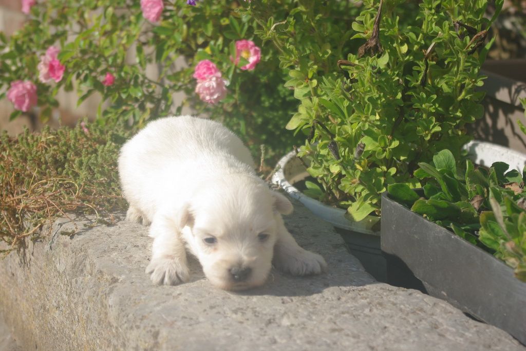 images/contenu/Chiots/westie/001/9-westie_3.jpg