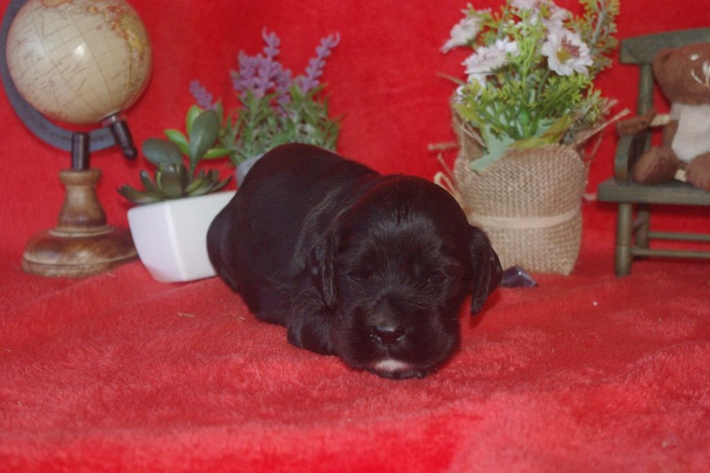 images/contenu/Chiots/Cocker/002/9_cocker_anglais_6.jpg
