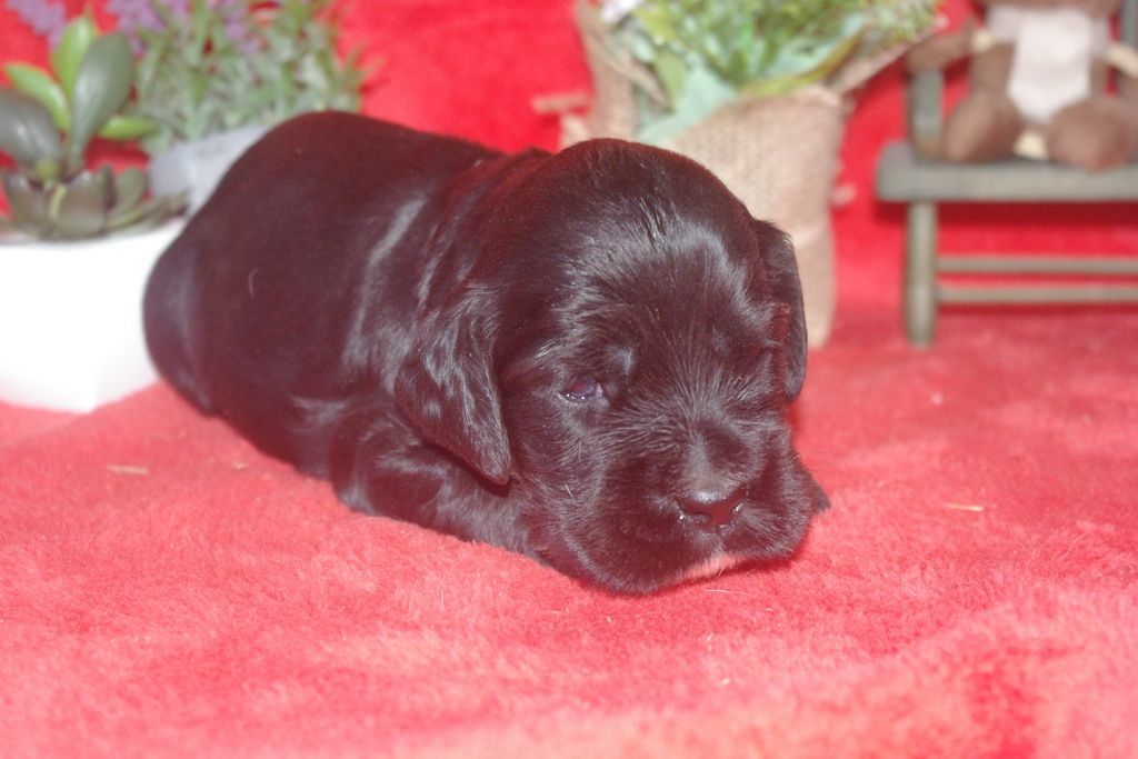 images/contenu/Chiots/Cocker/002/9_cocker_anglais_9.jpg
