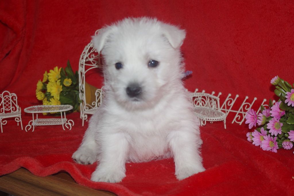 images/contenu/Chiots/westie/004/westie_001_4.jpg