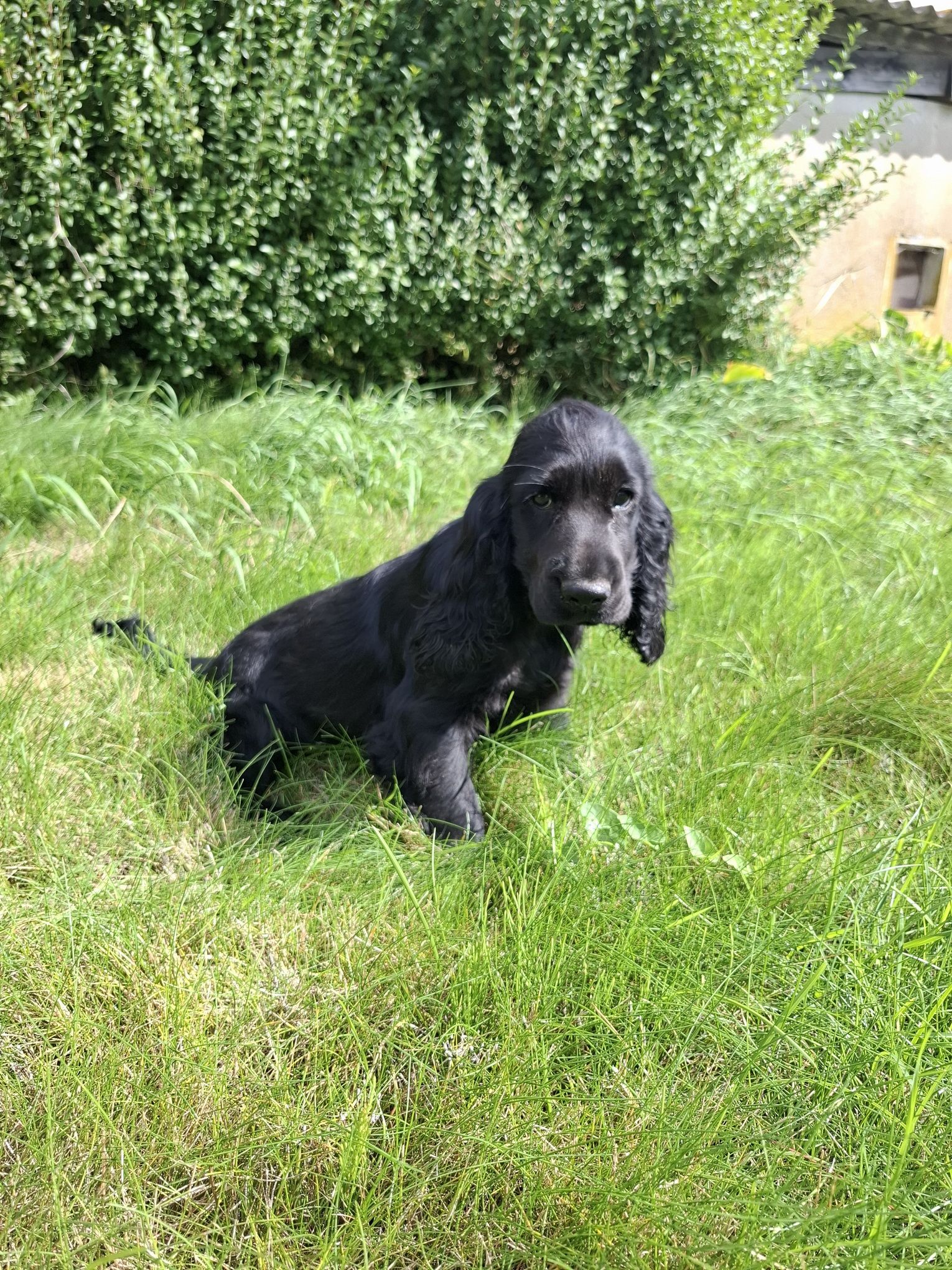 images/contenu/Chiots/Cocker/003/8-cocker_anglais_6.jpg