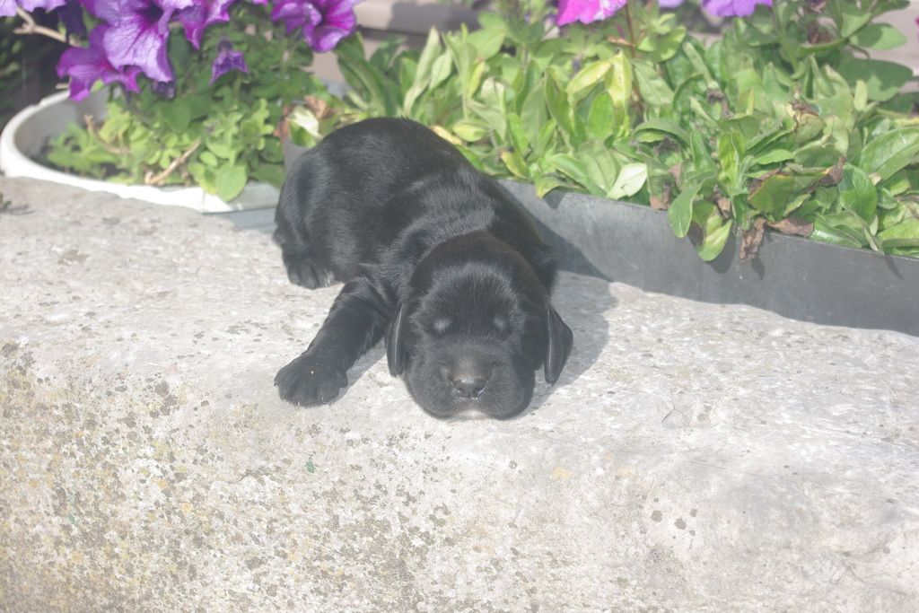 images/contenu/Chiots/Cocker/005/9-cocker_anglais_4.jpg