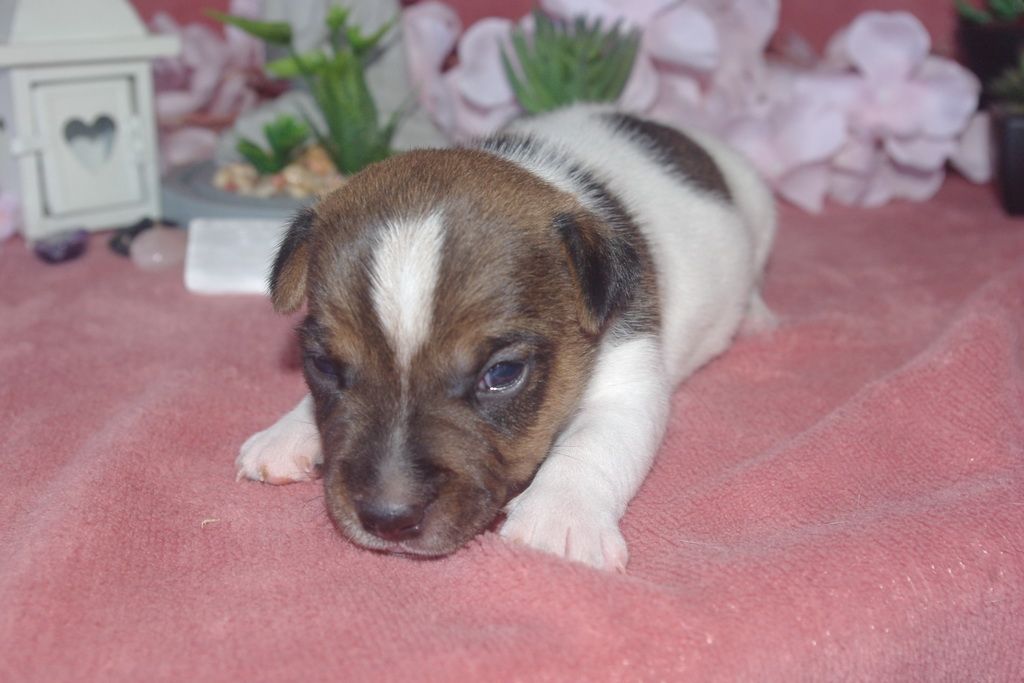 images/contenu/Chiots/jackrussel/004/9-jack_russel_14.jpg