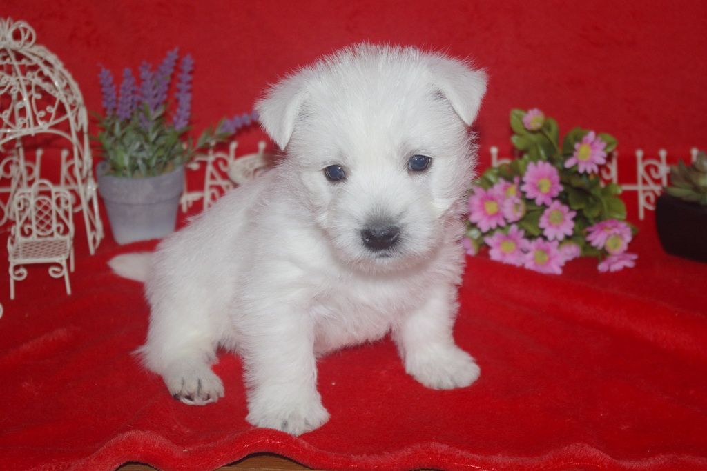 images/contenu/Chiots/westie/004/westie_001_6.jpg