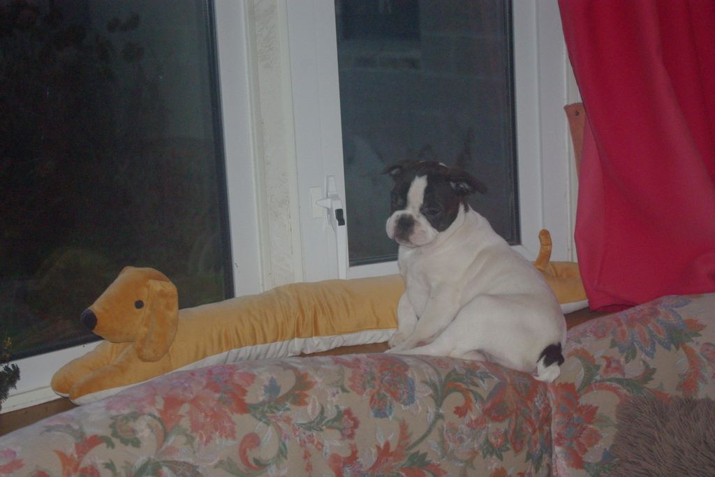 images/contenu/Chiots/Bouledogue/002/7-bouledogue_franais_6.jpg