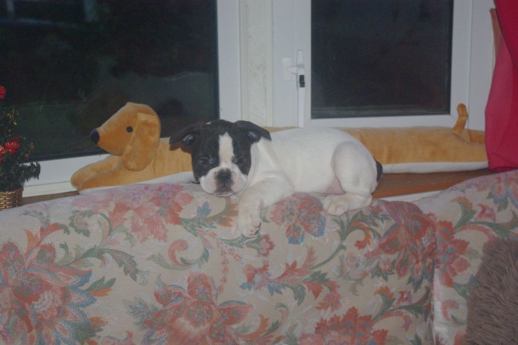 images/contenu/Chiots/Bouledogue/002/7-bouledogue_franais_9.jpg