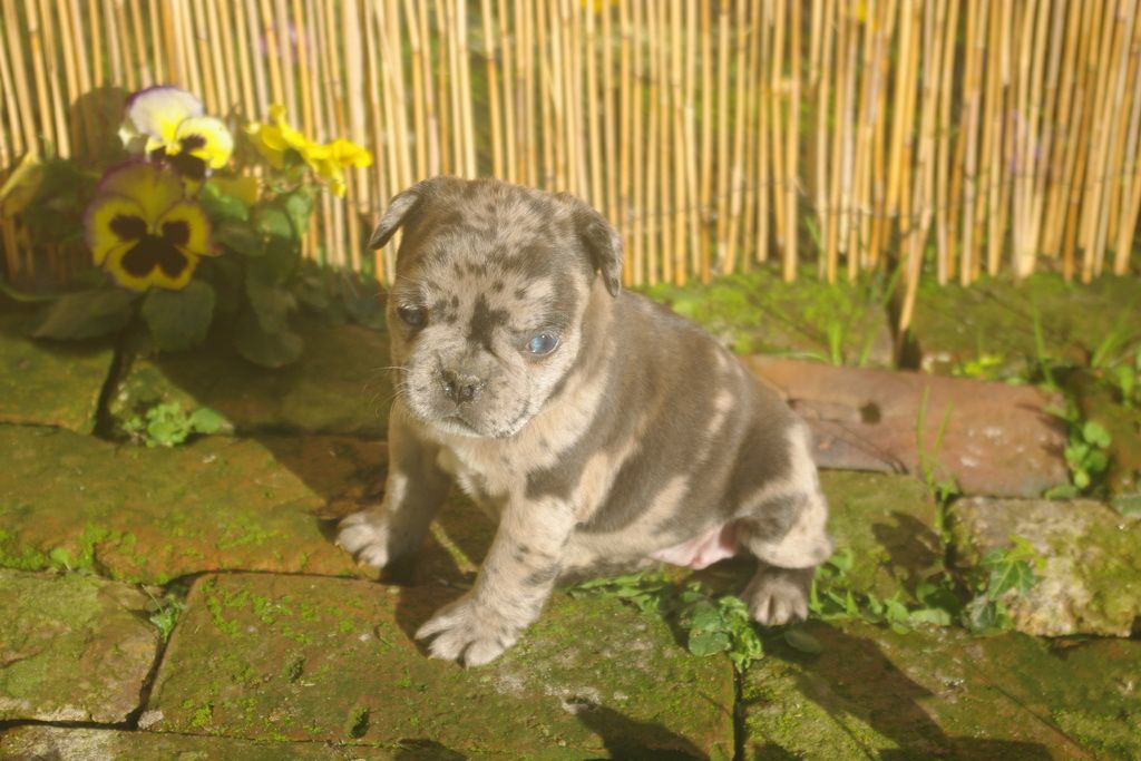 images/contenu/Chiots/Bouledogue/001/9-bouledogue_franais_5.jpg