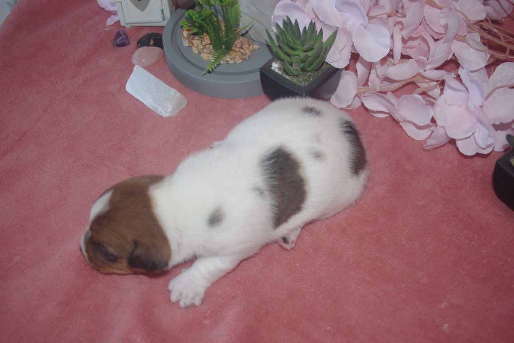 images/contenu/Chiots/jackrussel/003/9-jack_russel_2.jpg