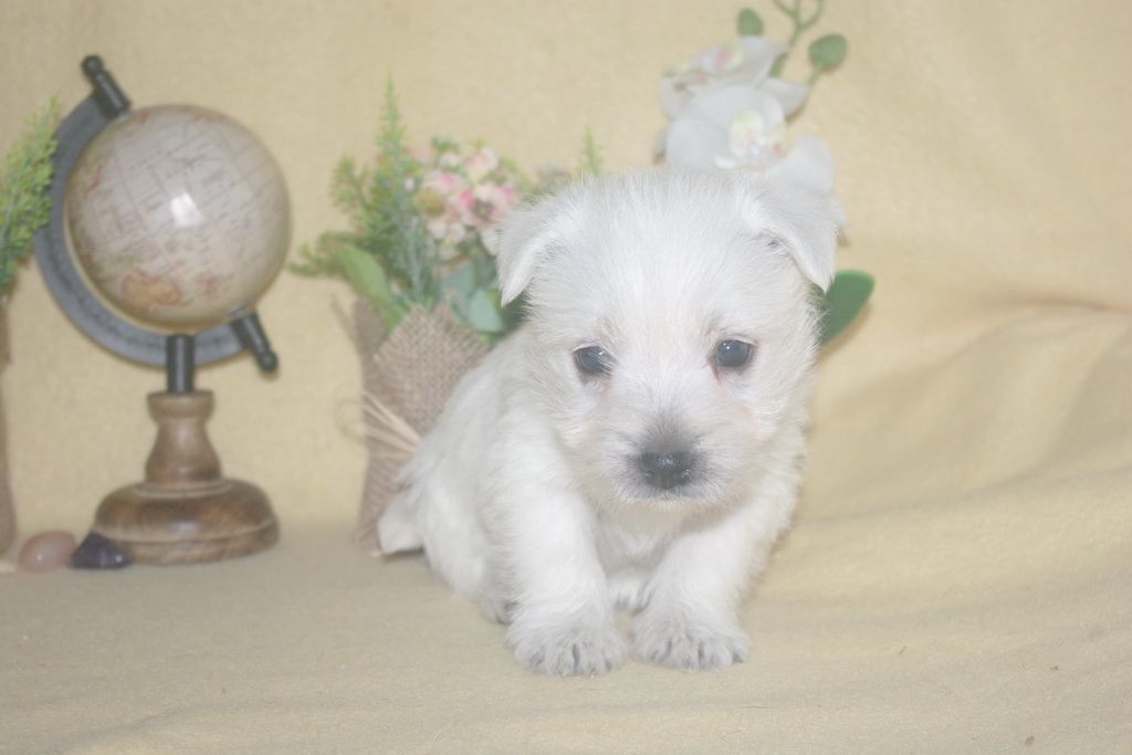 images/contenu/Chiots/westie/002/9-westie_4.jpg