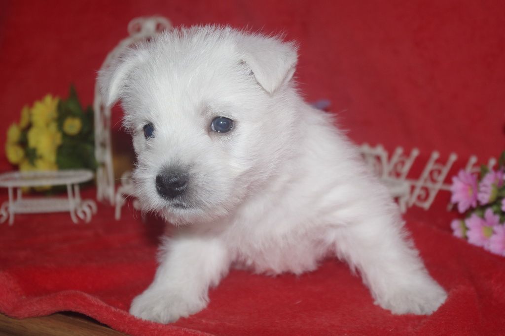 images/contenu/Chiots/westie/004/westie_001_7.jpg