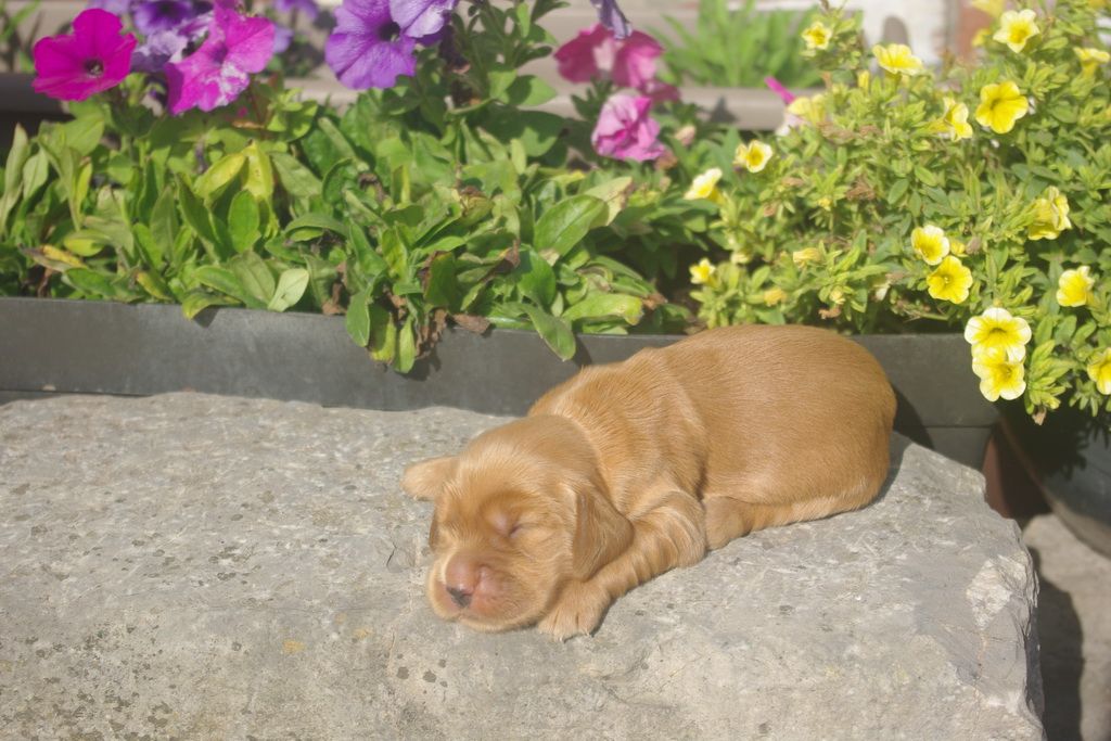 images/contenu/Chiots/Cocker/007/9-cocker_anglais_10.jpg
