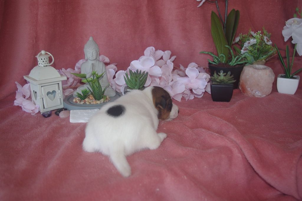 images/contenu/Chiots/jackrussel/002/9-jack_russel_3.jpg