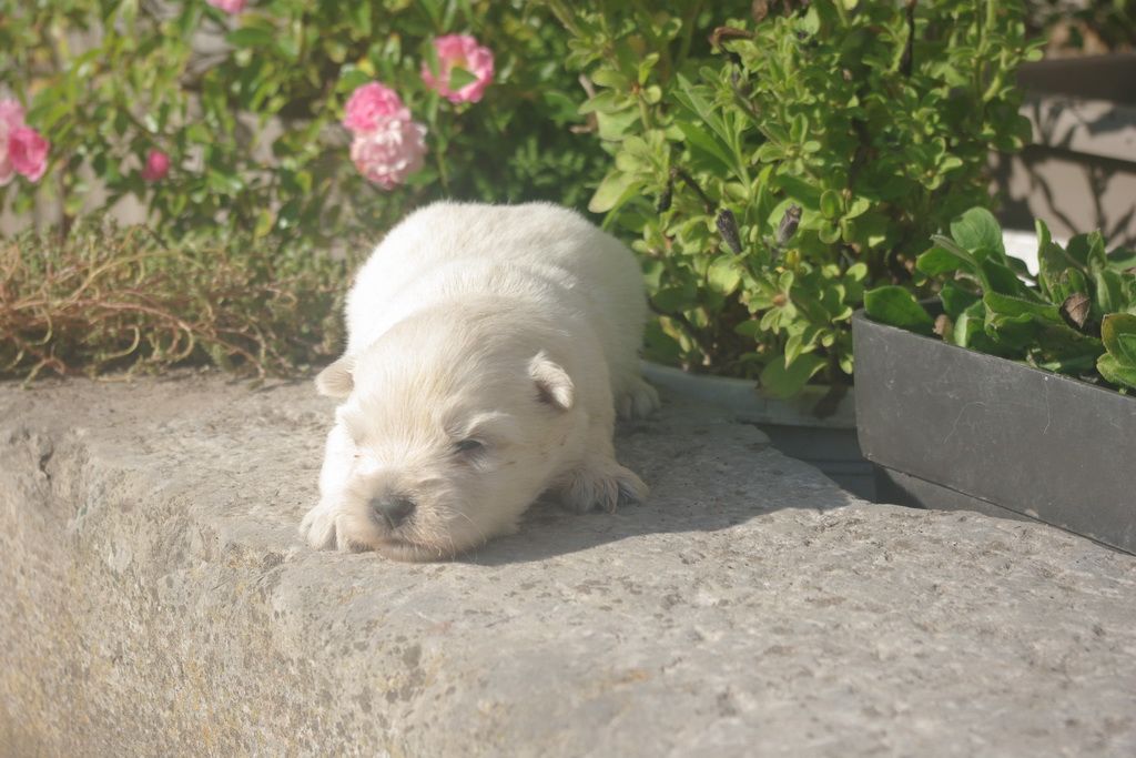 images/contenu/Chiots/westie/003/9-westie_10.jpg