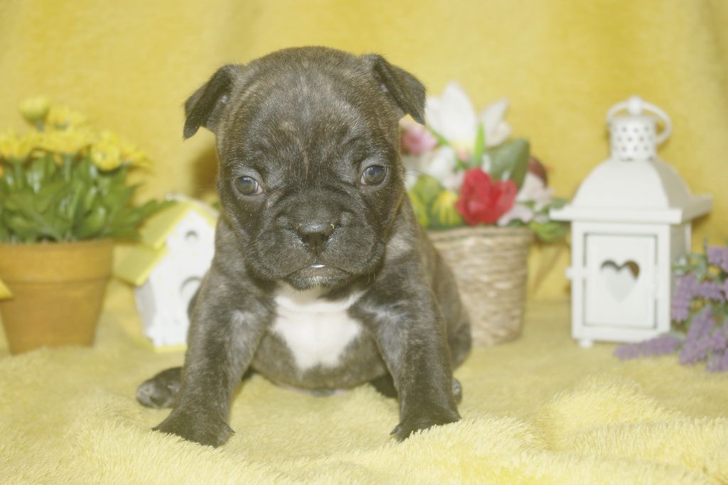 images/contenu/Chiots/Bouledogue/013/bouledogue_franais_003_9.jpg
