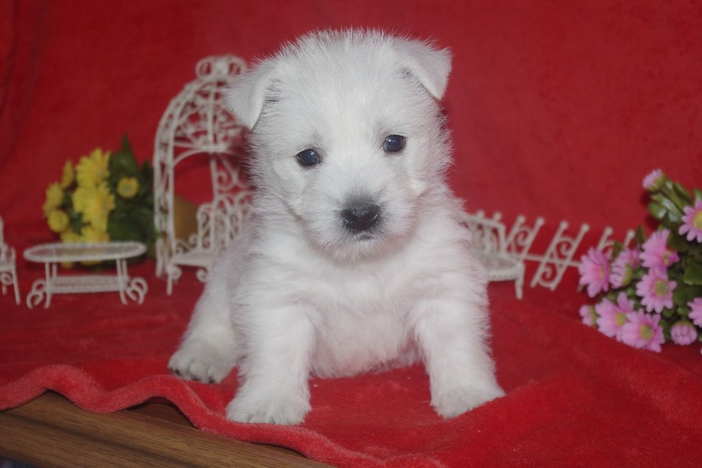 images/contenu/Chiots/westie/004/westie_001_2.jpg