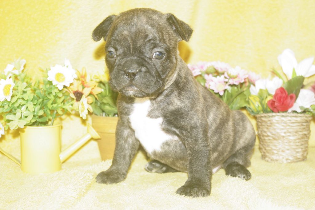 images/contenu/Chiots/Bouledogue/013/bouledogue_franais_003_8.jpg