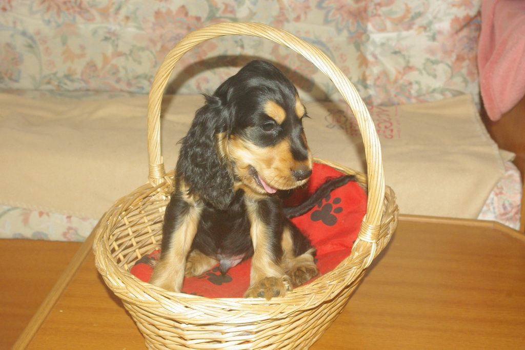 images/contenu/Chiots/Cocker/003/7-cocker_anglais_5.jpg