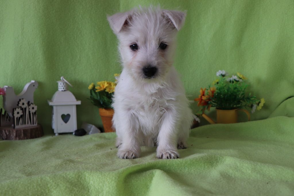 images/contenu/Chiots/westie/002/8-westie_5.jpg