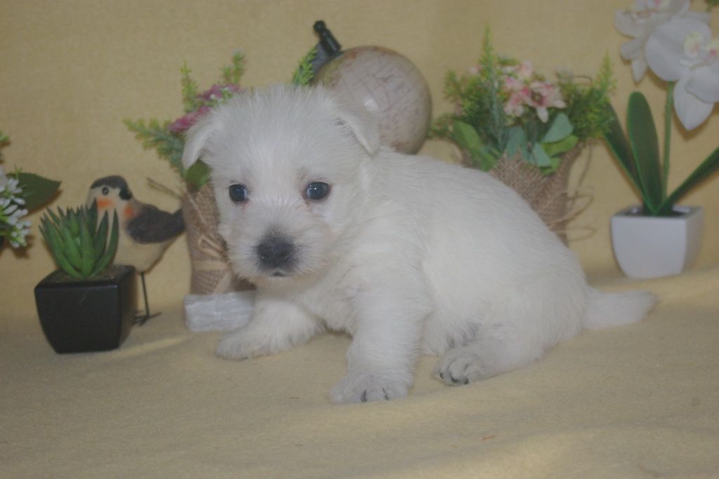 images/contenu/Chiots/westie/001/9-westie_7.jpg