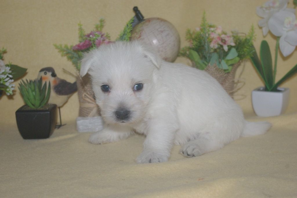 images/contenu/Chiots/westie/001/9-westie_8.jpg
