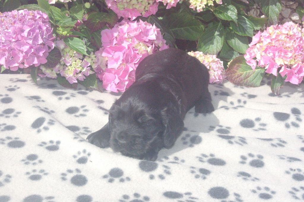 images/contenu/Chiots/Cocker/003/9_cocker_anglais_9.jpg