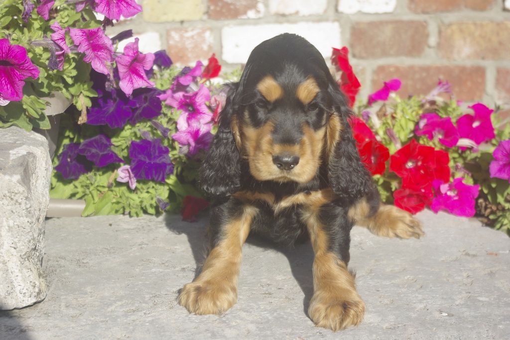 images/contenu/Chiots/Cocker/012/7_coker_anglais_6.jpg