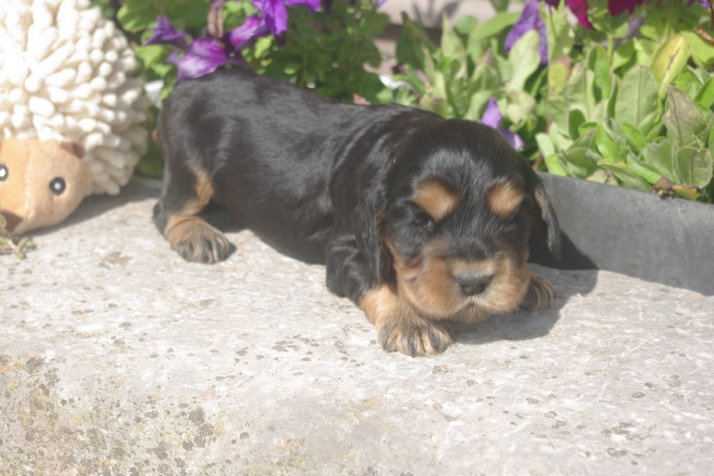 images/contenu/Chiots/Cocker/002/8-cocker_anglais_2.jpg
