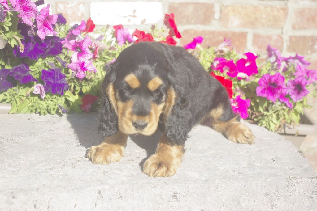 images/contenu/Chiots/Cocker/012/7_coker_anglais_7.jpg