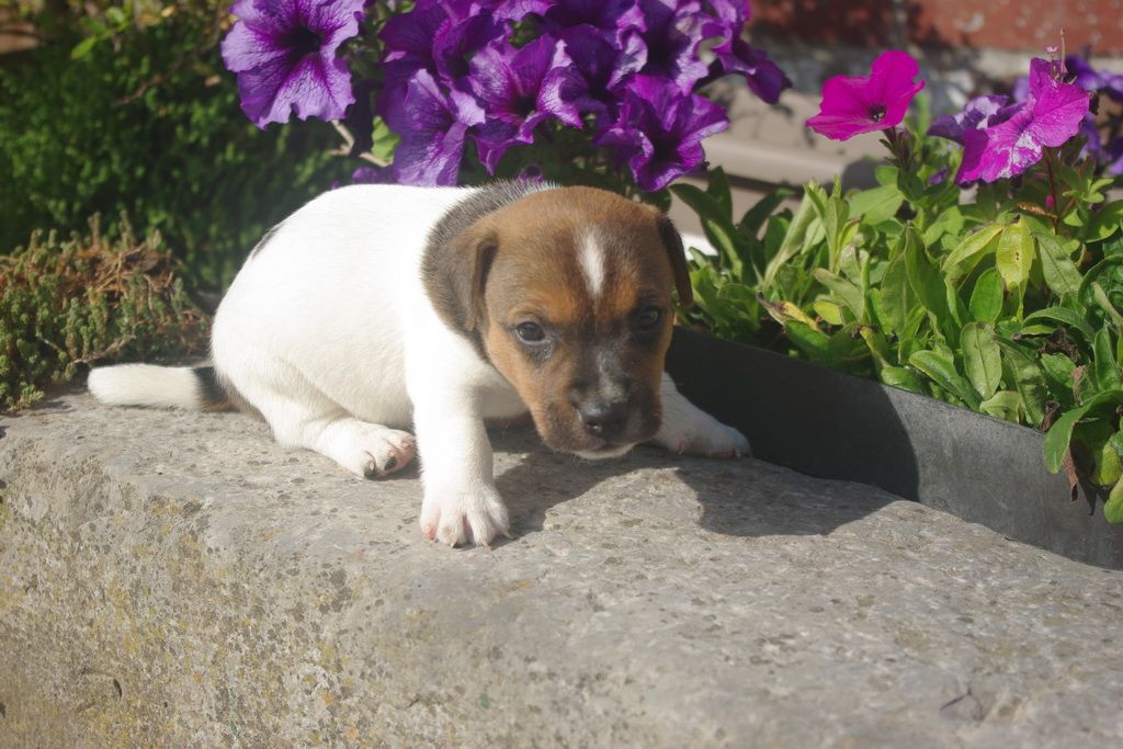 Les Chiens de la Bistade - jack russel 004