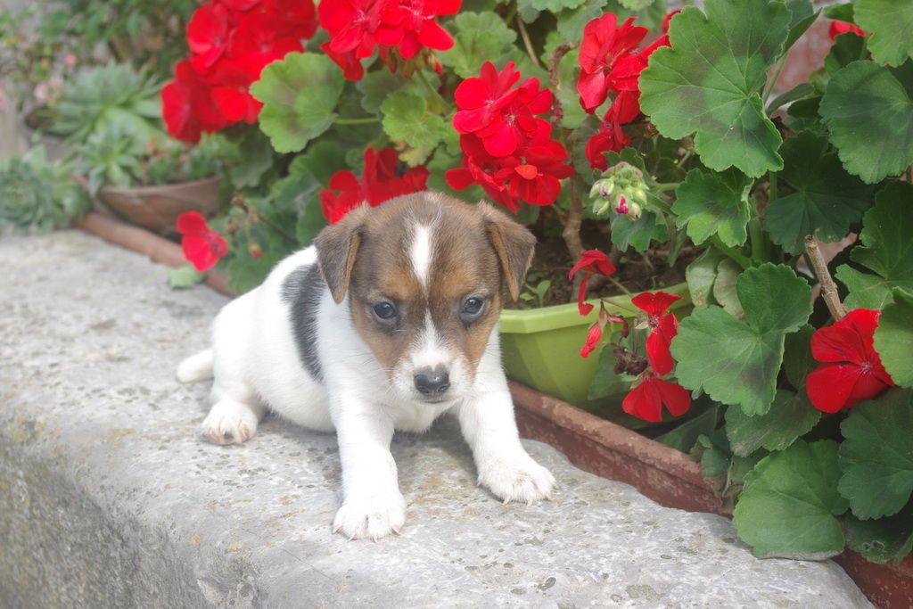 Les Chiens de la Bistade - jack russel 003