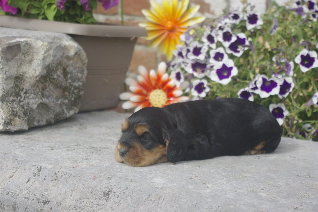 images/contenu/Chiots/Cocker/012/_IGP0740.jpg