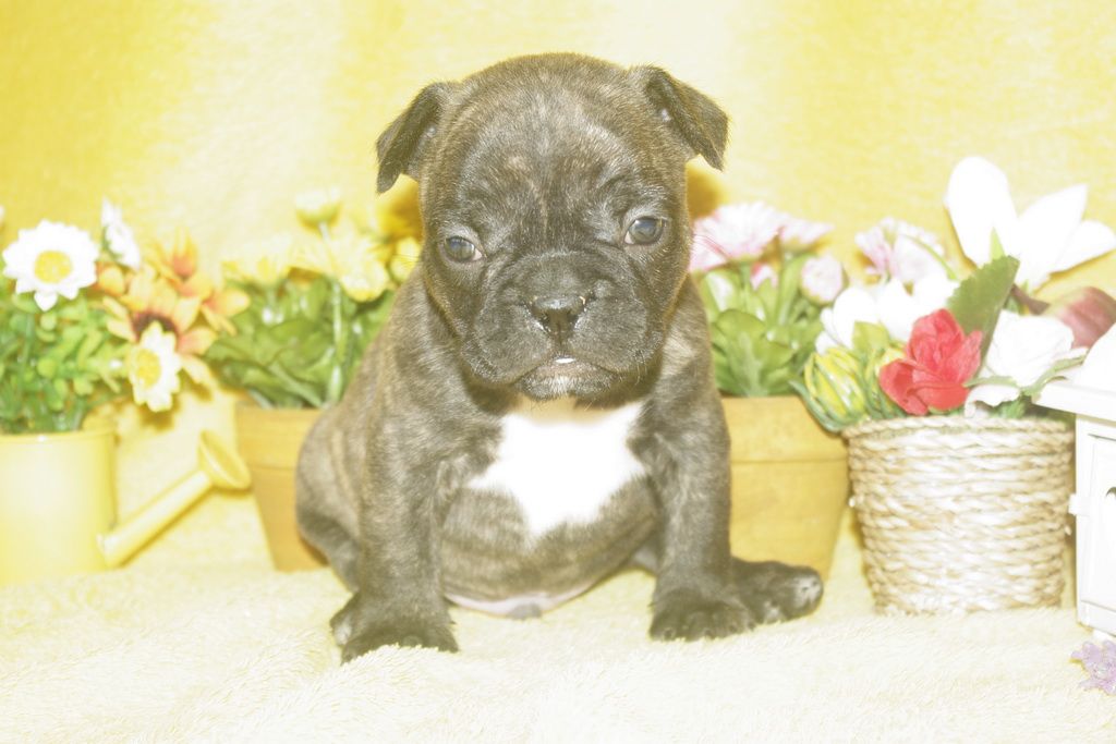 images/contenu/Chiots/Bouledogue/013/bouledogue_franais_003_1.jpg