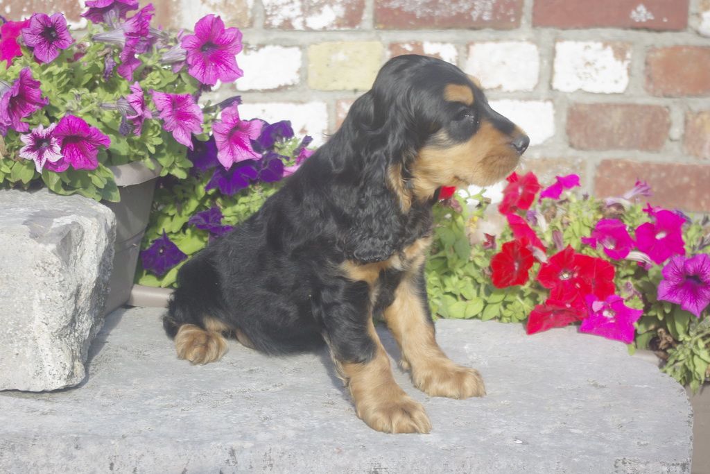 images/contenu/Chiots/Cocker/012/7_coker_anglais_5.jpg