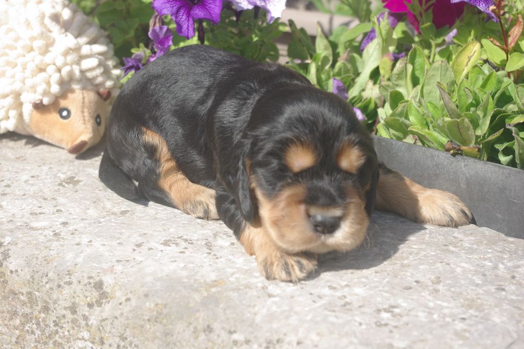 images/contenu/Chiots/Cocker/004/8-cocker_anglais_3.jpg