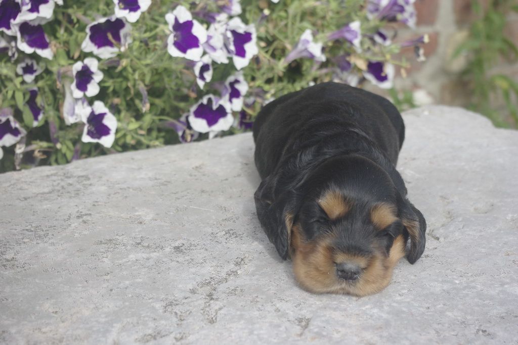 images/contenu/Chiots/Cocker/012/_IGP0742.jpg