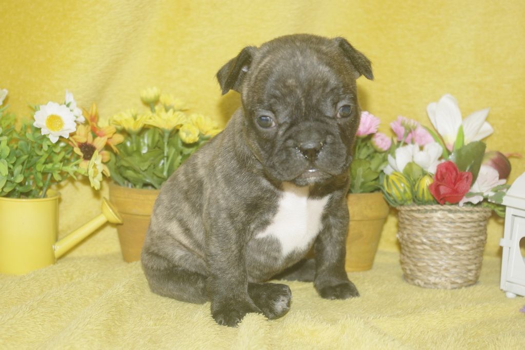 images/contenu/Chiots/Bouledogue/013/bouledogue_franais_003_3.jpg