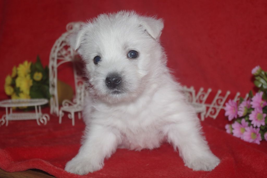 images/contenu/Chiots/westie/004/westie_001_8.jpg